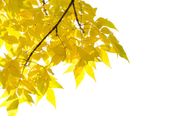 Naklejka na ściany i meble Yellow and brown autumn leaves on a tree branch on a white isolated background. Place for text