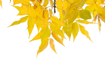 Fototapeta na wymiar Yellow autumn leaves on a tree branch against the blue sky. Place for text
