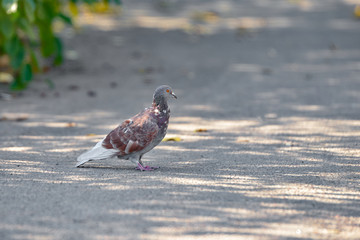 Gray dove on the road, closeup.