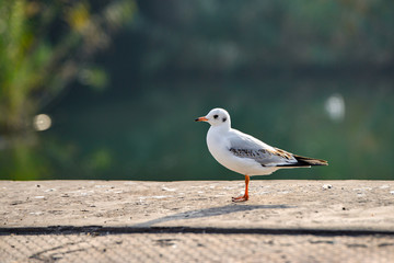 Seagulls are sitting on the pier against the background of water.
