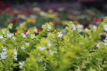 flowers in the garden Sidebuk-debuk Berastagi