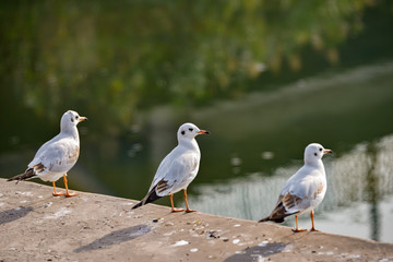 Seagulls are sitting on the pier against the background of water.