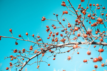 rosehip bush with berries