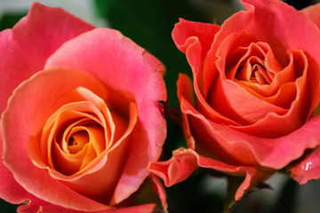 red rose on green background