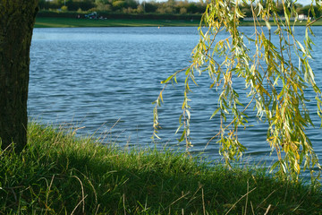 Weeping willow tree landscape  at water side