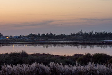 camargues