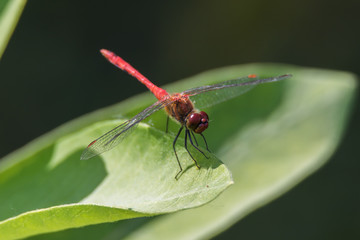 Red-veined darter or nomad (Sympetrum fonscolombii)