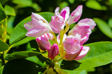 Rhododendron blooming flowers in the spring garden. Beautiful pink Rhododendron close up.