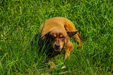 An old ginger stray dog lies in the green grass.