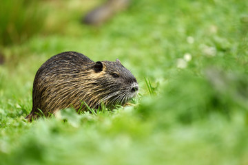 Nutria on the grass