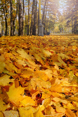 Autumn. Colorful maple fallen leaves lie on the road in the park.