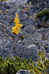 Autumn larch in the Italian Dolomites.