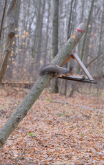 Naklejka premium A small young squirrel climbs a tree to the feeder.