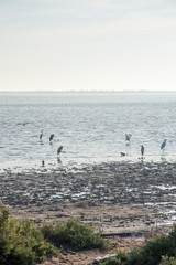 camargues