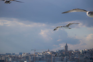 Galata tower was filmed on the sea .Kadraja girne blurred seagulls. It was filmed in autumn.
