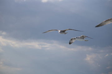 Seagulls close-up in the sky. Cloudy sky in the background. It was taken in October.