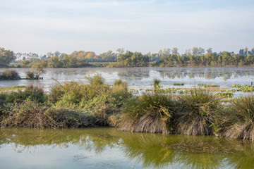 camargues