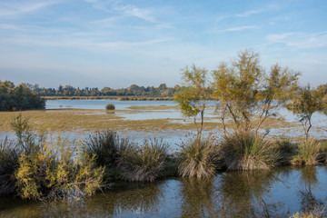 camargues