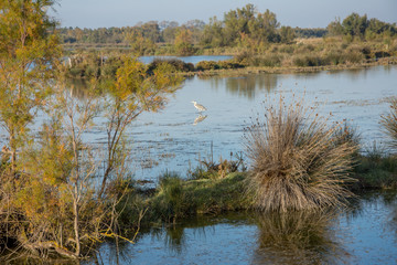 camargues