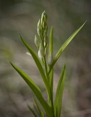 kind of wild orchid on a soft background