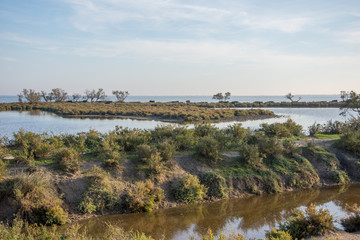 camargues