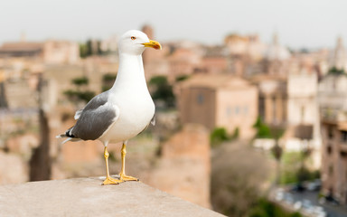 Closeup of a seagull with central Rome as background, Italy