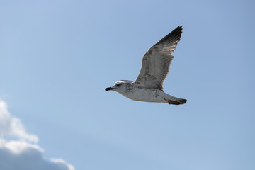 Obraz premium Seagulls close-up in the sky. Cloudy sky in the background. It was taken in October.