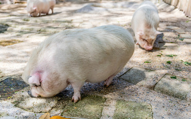 Farm pigs