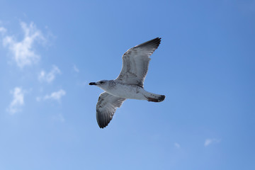Seagulls close-up in the sky. Cloudy sky in the background. It was taken in October.
