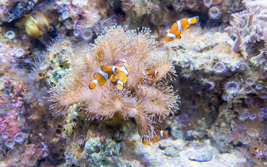 Naklejka na ściany i meble Closeup of clownfishes in aquarium environment