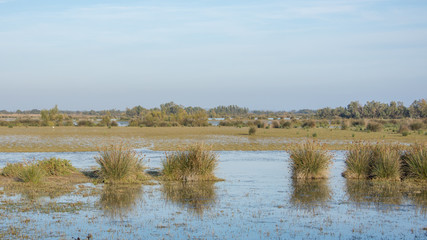 camargues