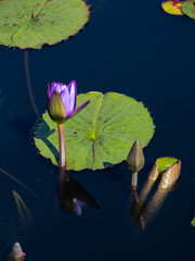 Nymphaea Director George T. Moore Waterlily