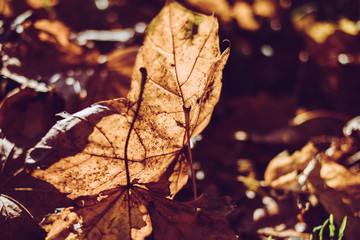 autumn leafs glowing