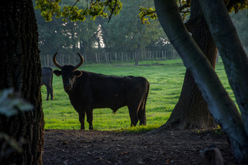 Camargues