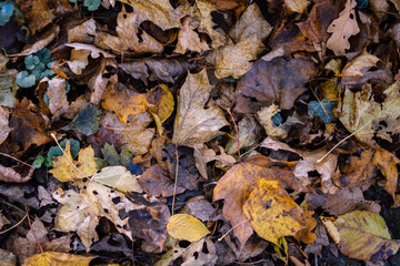 forest ground in autumn
