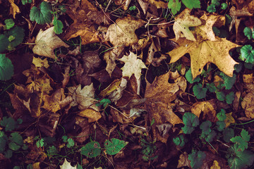 forest ground in autumn with poison ivy