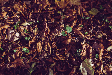 forest ground in autumn