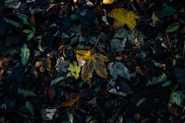 yellow and green forest ground in autumn