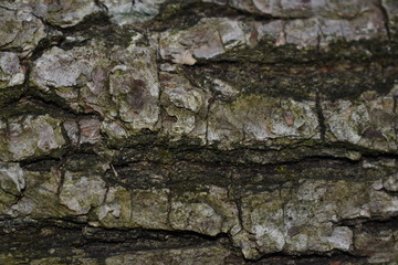 bark of a tree