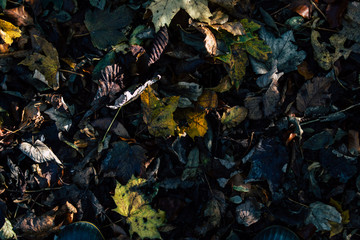 yellow and green autumn leafs on the ground