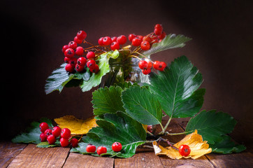Bright red beautiful rowan berries on a dark background.