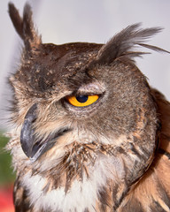 Fototapeta premium búho real