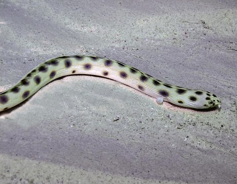 Spotted Snake Eel (Ophichthus ophis)