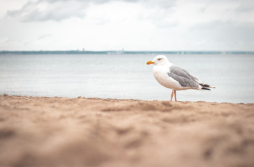 Möve an der Ostsee
