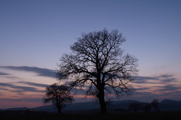 Fototapeta na wymiar lonely trees