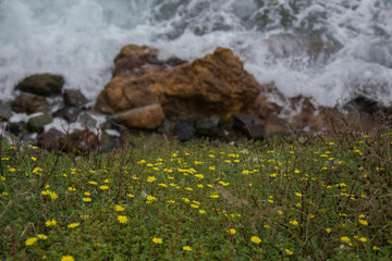 rocks with flowers in water
