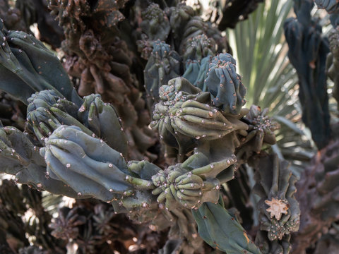 Cereus Hildmanniannus Monstrosus Cactus