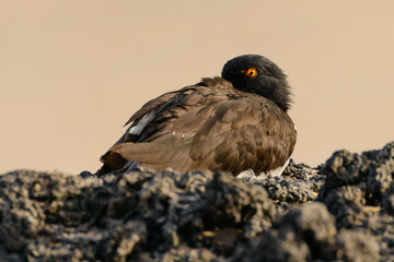 A Galapagos Oystercatcher, trying to sleep with one eye open.