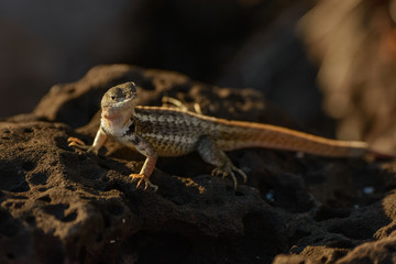 Lava Lizard found in the Galapagos Islands off of the coast of Ecuador