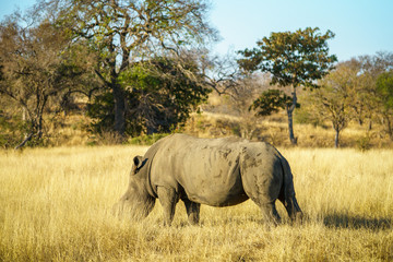white rhino without horns in kruger national park, south africa 7